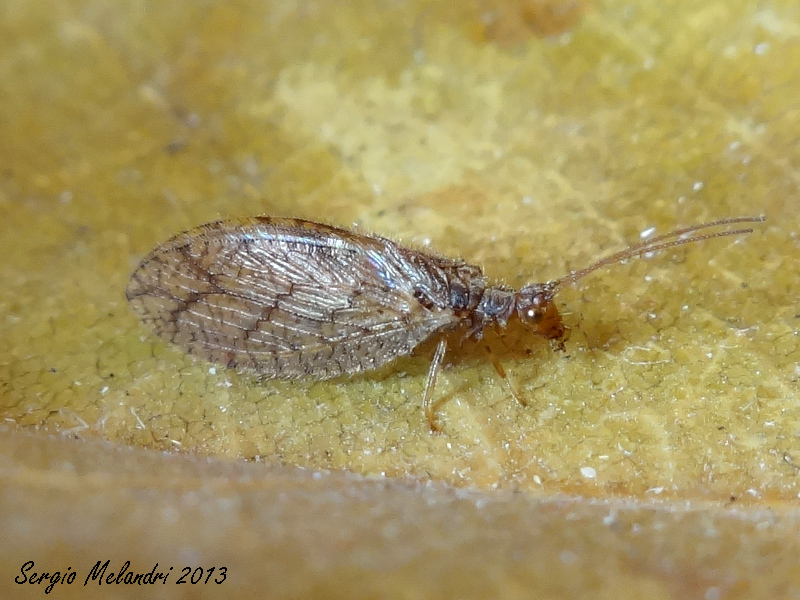 Identificazione - Micromus angulatus